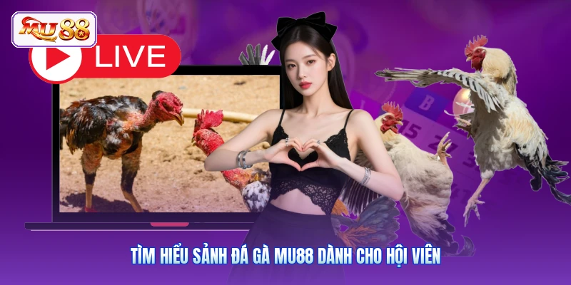 Tìm hiểu sảnh đá gà MU88 dành cho hội viên
